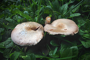 Mushrooms among Selfheal