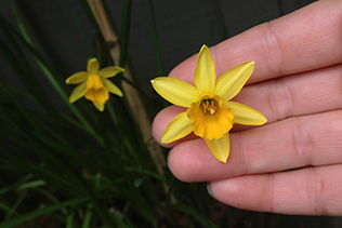 Narcissus