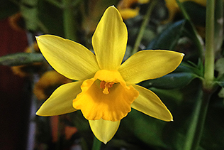 Narcissus Bloom