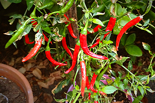 October Peppers