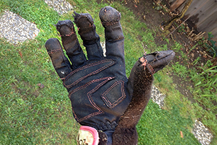 Old Glove