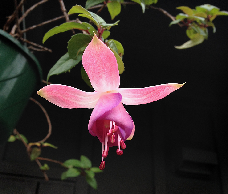 Opened Fuchsia Bloom