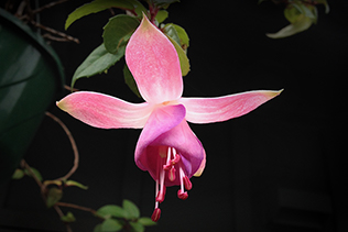 Opened Fuchsia Bloom