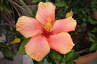 Hibiscus