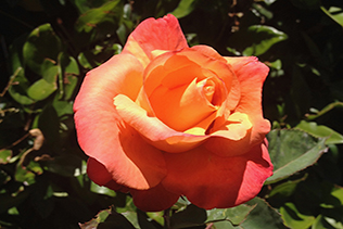 Orange Rose