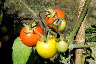 OrangeTomatoes