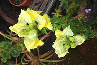 Snapdragons from overhead