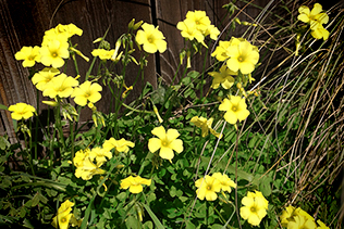 Oxalis