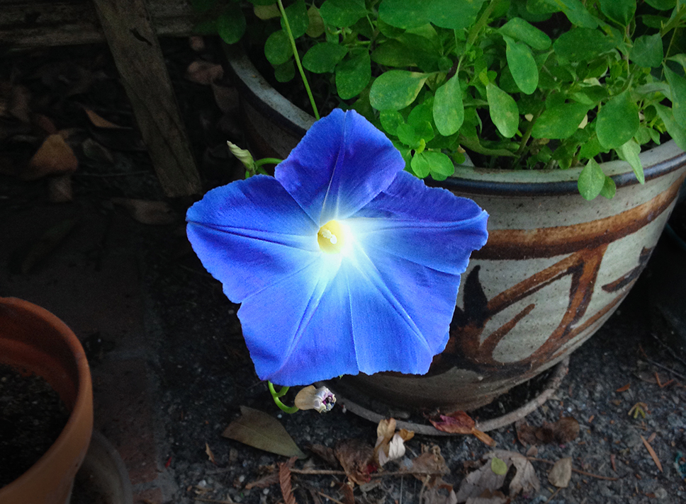 Pale Blue Morning Glory