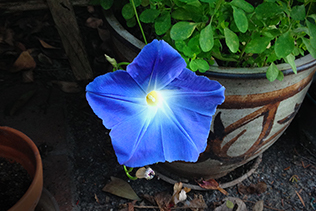 Blue Morning Glory