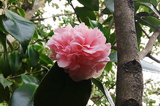 Camellia