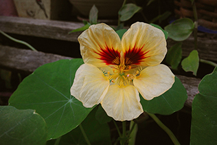 Pale Nasturtium