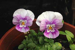 Pale Violas