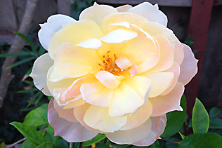 PaleYellowRose