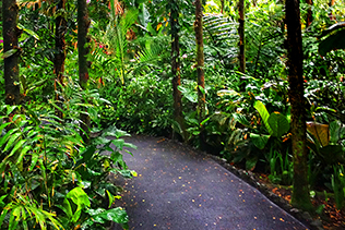 Jungle path