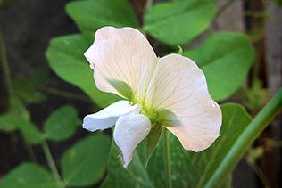 Pea Bloom