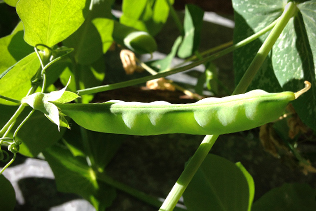 Pea Pod