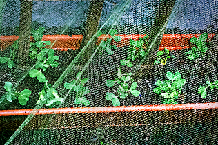 Pea Seedlings
