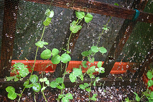 Pea Trellis