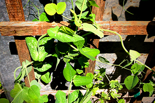 Pea Vines