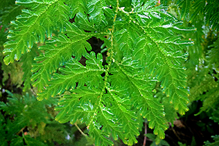 Peacock Fern