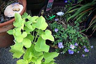 Peanut and plants