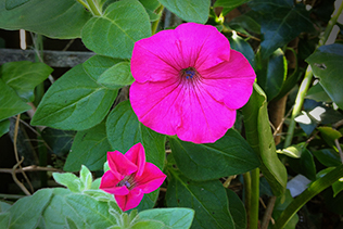 PetuniaBlooms