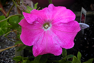 Pink Petunia