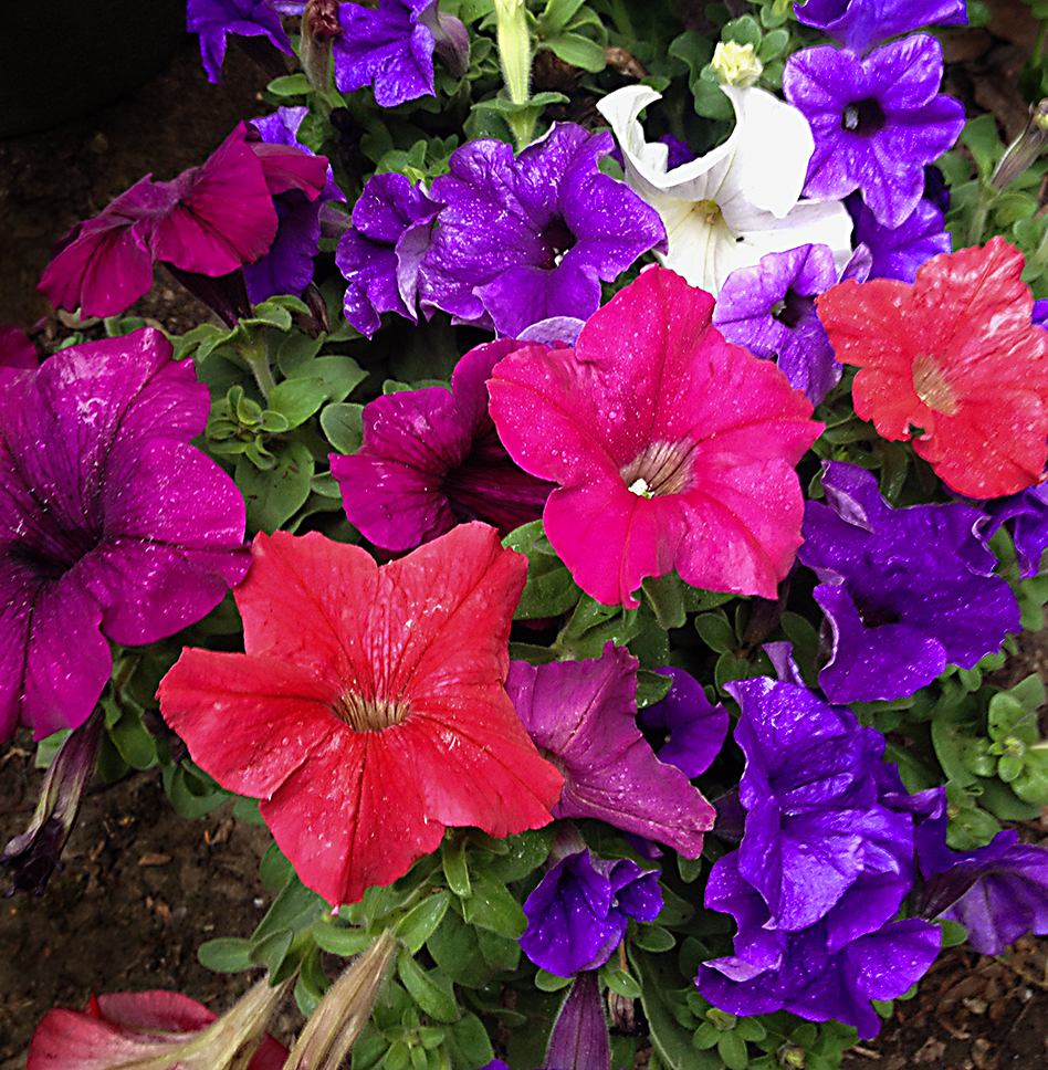 Petunia Colors