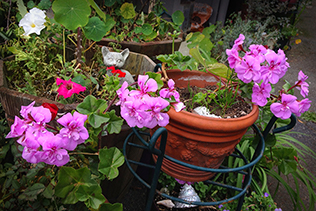 Petunias and Geraniums