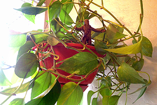 Philodendron