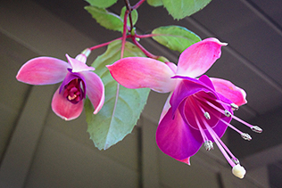 Pink Fuchsia