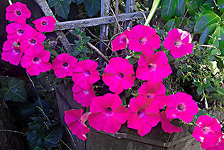 PinkPetunias