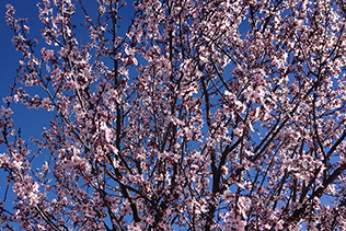 Pink Tree Flowers