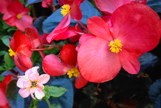 Pink Zinnias