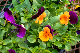 Planting Violas