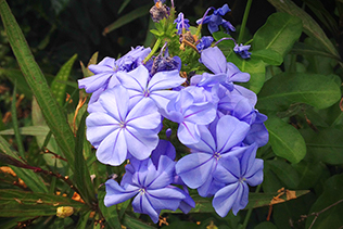 Plumbago