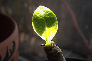 Plumeria Leaf