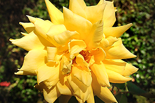 Pointy Yellow Rose