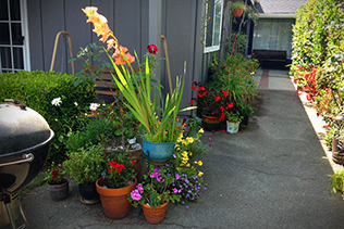 Porch Pots