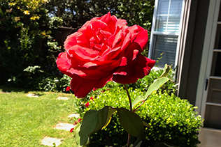 Red roses on the front porch