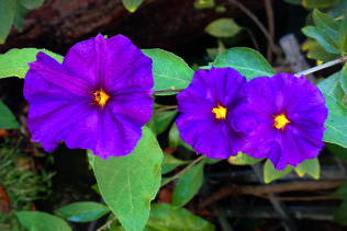 Potato Bush Blooms