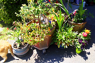 Pots In The Sun