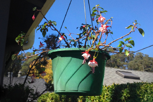 Pruned Fuchsia