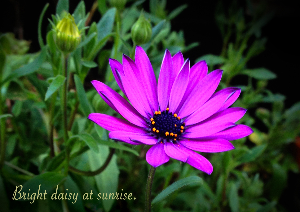 Purple Daisy Header