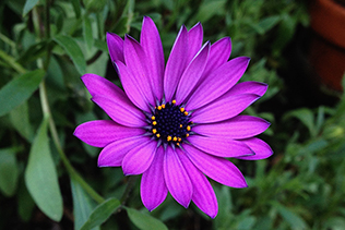 Purple Daisy