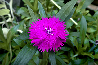 Purple Dianthus