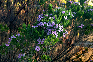 Purple Flower Bush