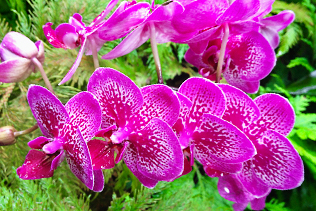 Purple Orchids