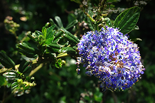 Purple Lilac